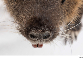 Nutria nose 0003.jpg